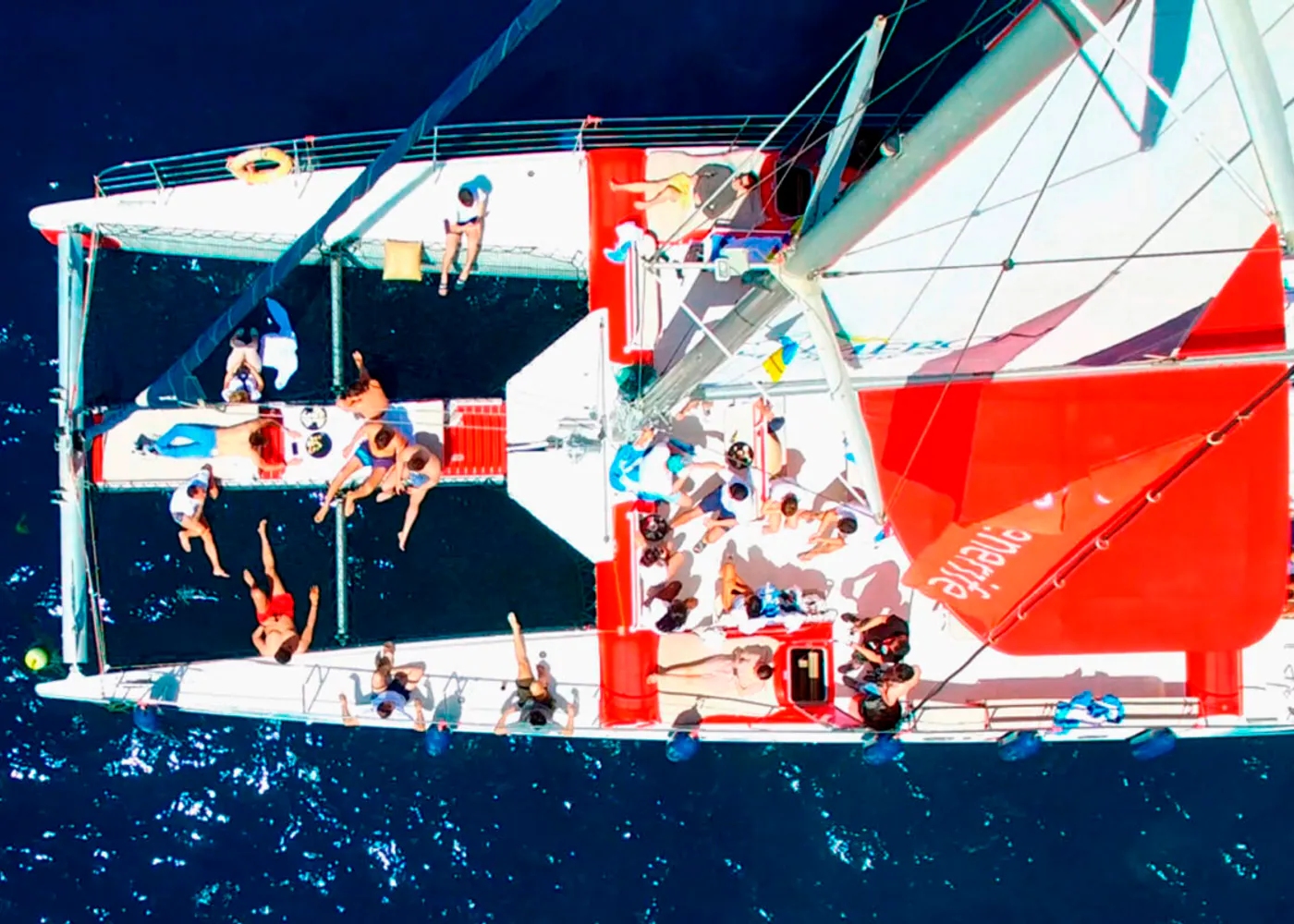 Whales and dolphins by eco catamaran