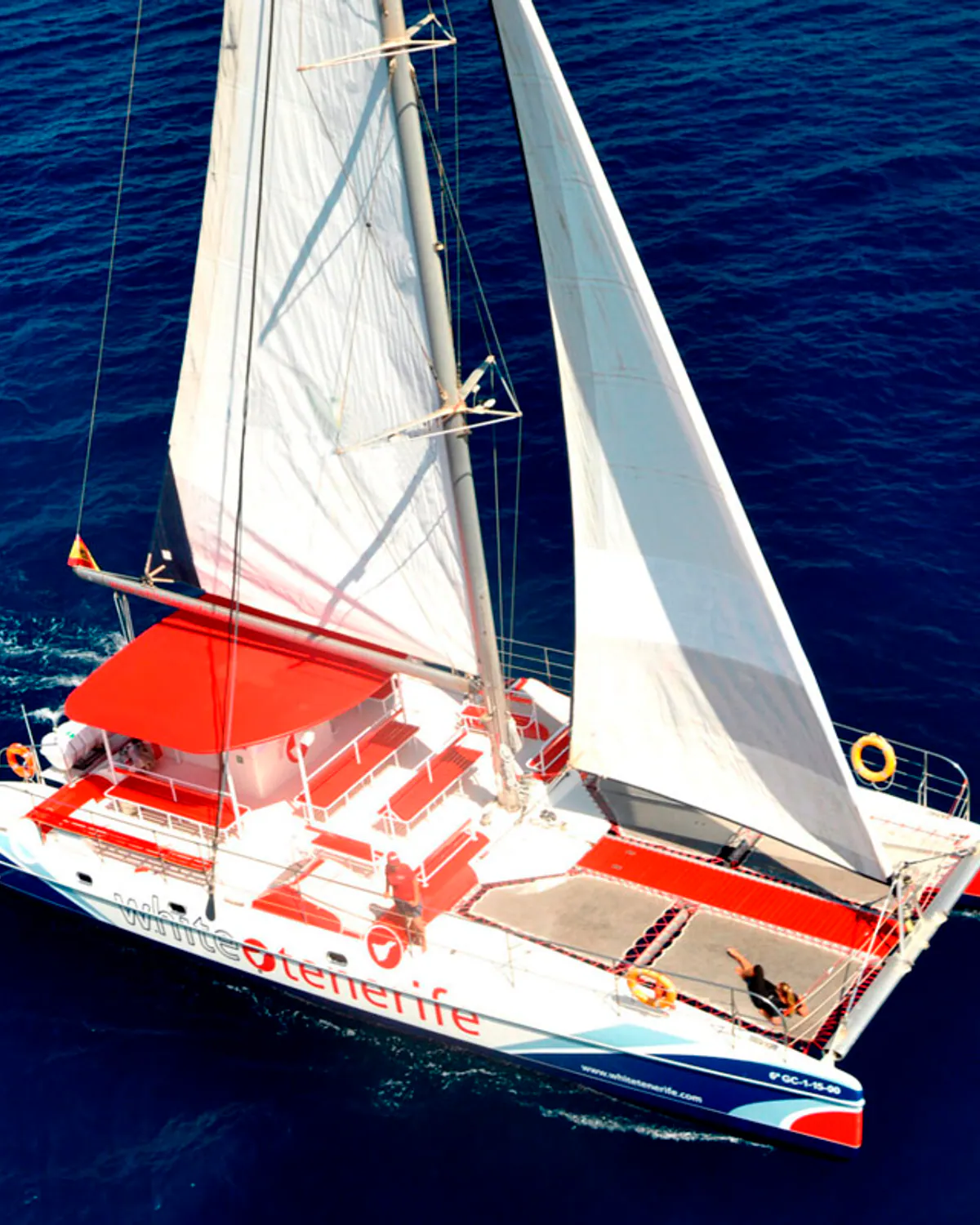 Whales and dolphins by eco catamaran