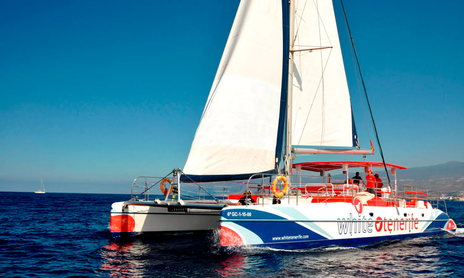 Whales and dolphins by eco catamaran