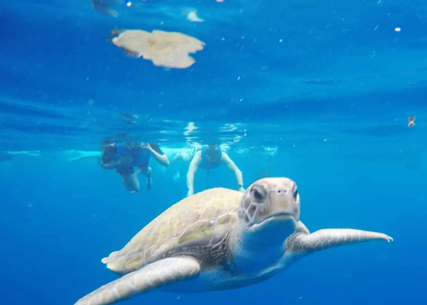 Kayak along the Los Cristianos coast
