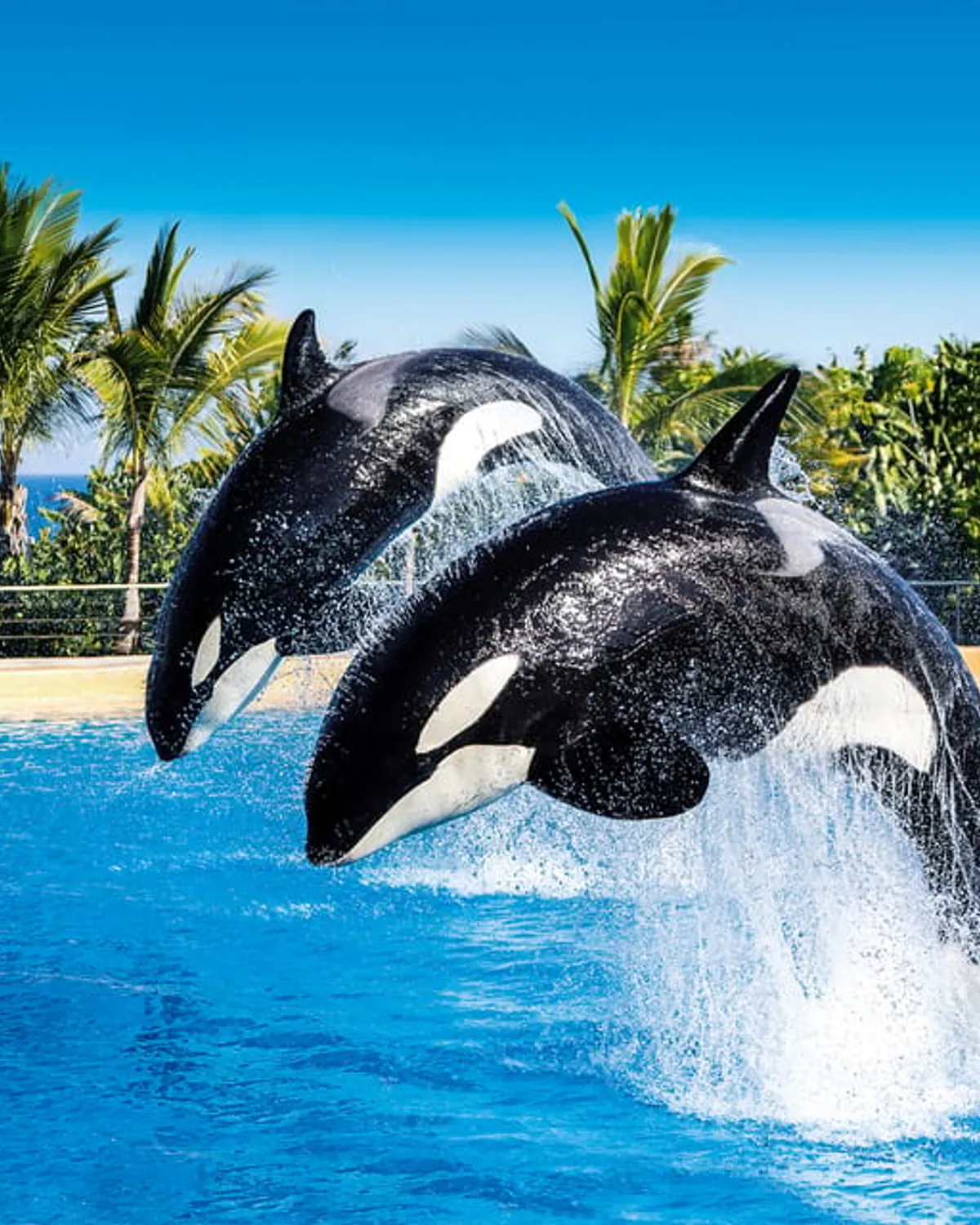 A day at Loro Parque
