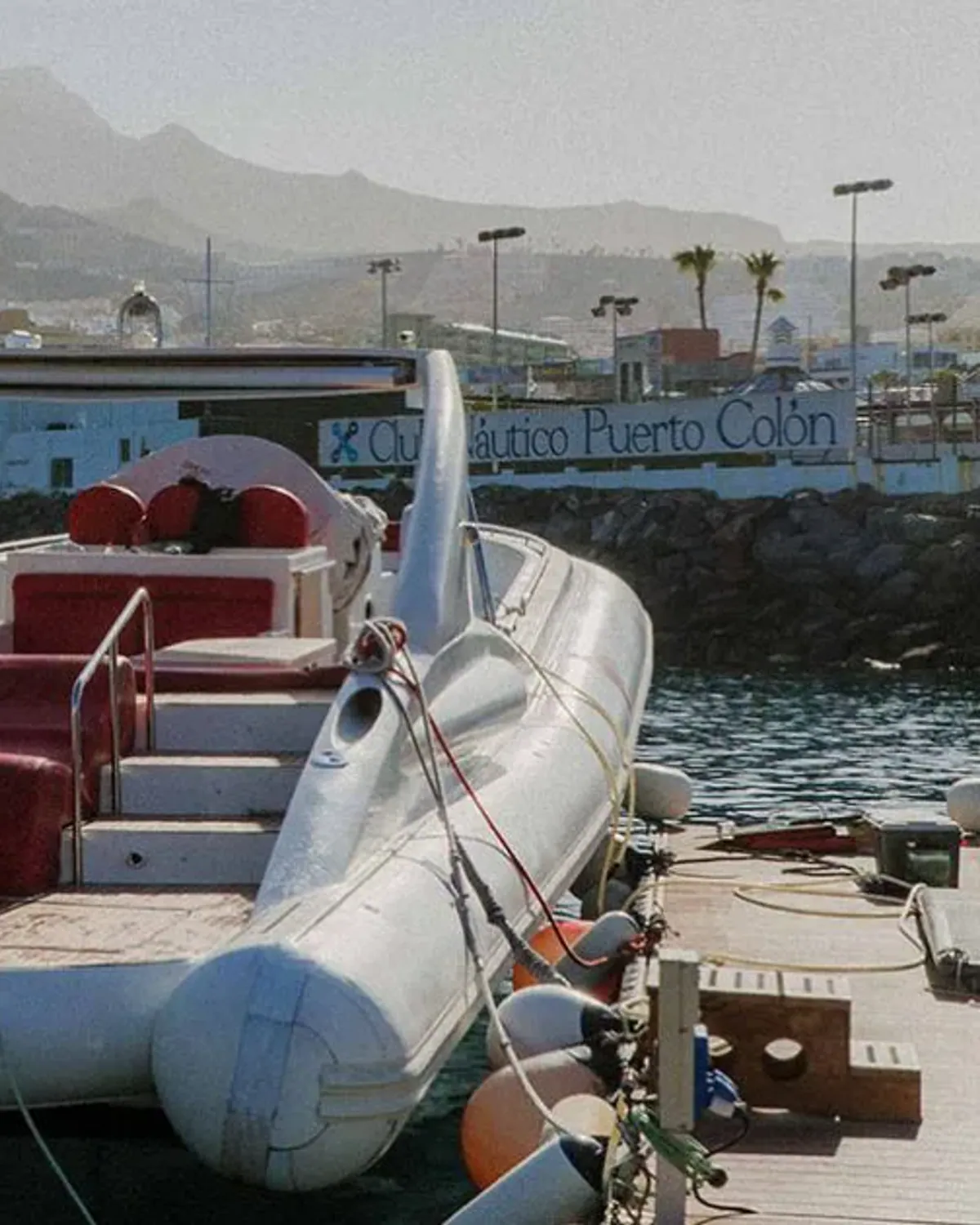 Luxury whale and dolphin cruise