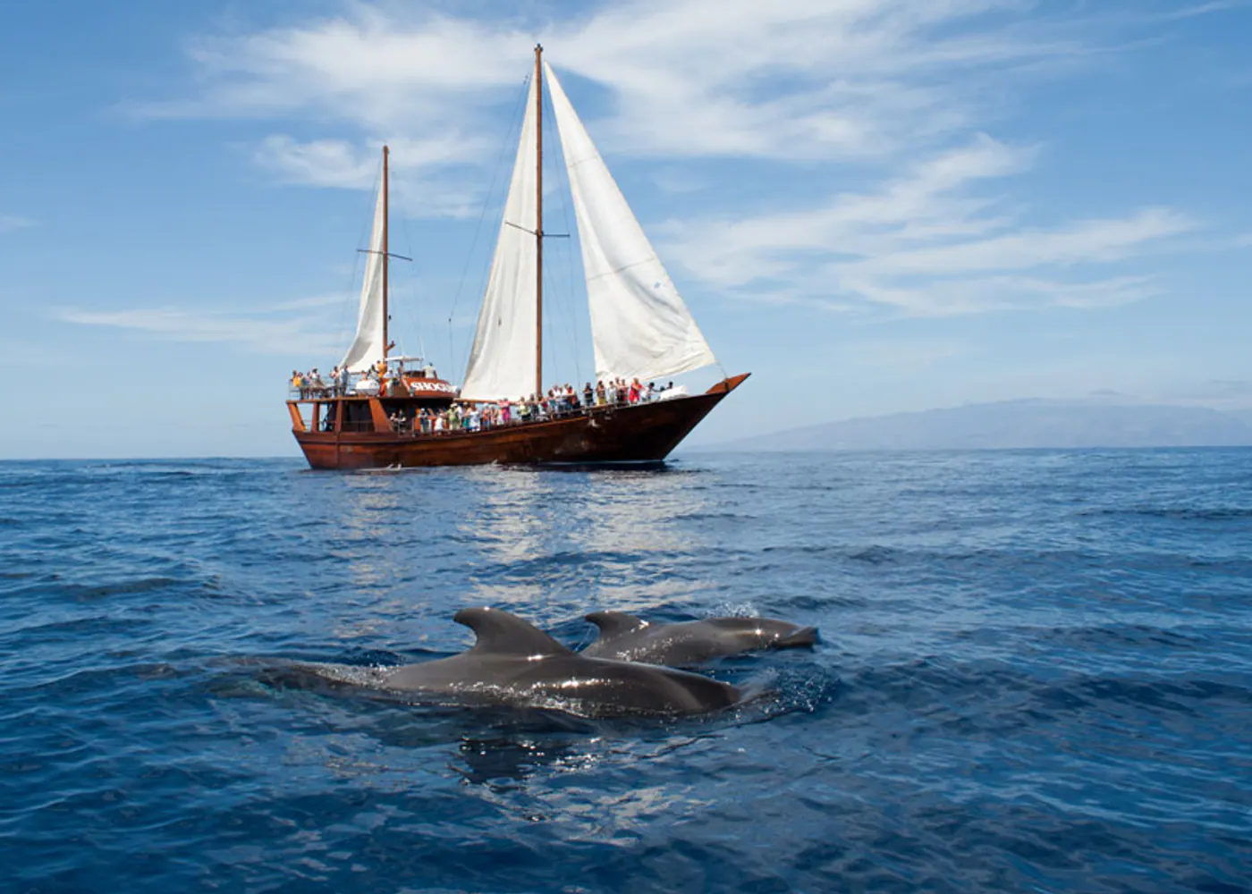 Whales, a wooden sailboat and lunch